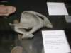 badischeslandesmuseum128_small.jpg