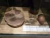 badischeslandesmuseum134_small.jpg
