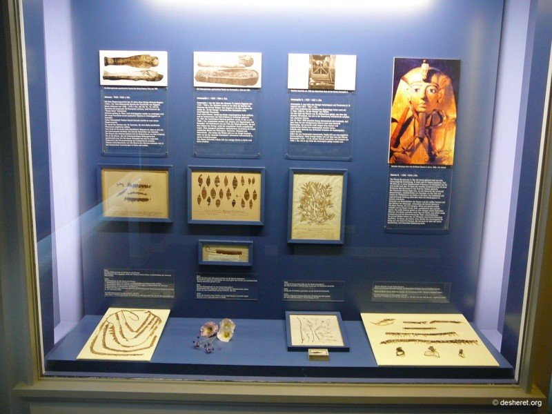botanischesmuseum01.jpg