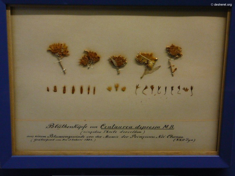 botanischesmuseum11.jpg