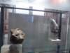 photo58_small.jpg